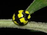 Fungus-eating Ladybird - Ladybird species | CHIAMAIAS JISHEBI | ჭიამაიას ჯიშები